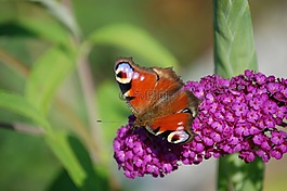 蝴蝶,花,昆蟲