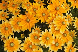 鮮花,花園,夏天
