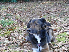 狗,愛爾蘭塞特犬,邊境牧羊犬