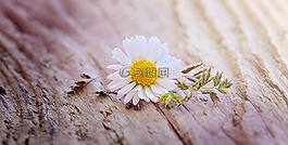 雛菊,花,開花