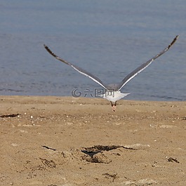 海鷗,鳥(niǎo),動(dòng)物