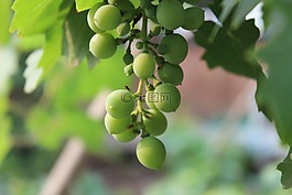 葡萄,水果,綠色