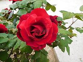 紅色,玫瑰,花