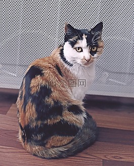 貓,寵物,動物