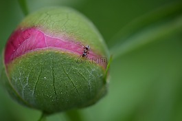 牡丹,芽,廠