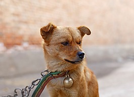 狗,寵物,動(dòng)物
