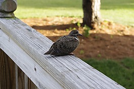 自然,鳥,野生