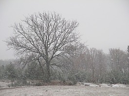 樹,雪,字段