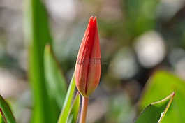 花,郁金香,紅色