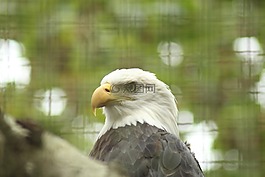 阿德勒,格,動物園
