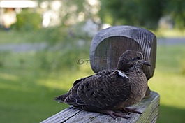 自然,鳥,野生
