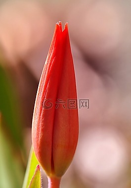 郁金香,花,開花