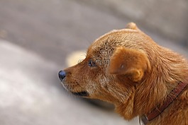 狗,寵物,動物