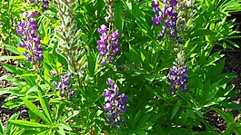 lupines,鮮花,花園