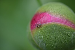 牡丹,芽,廠