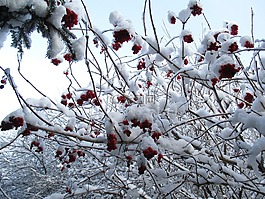 冬季,雪,弗羅斯特