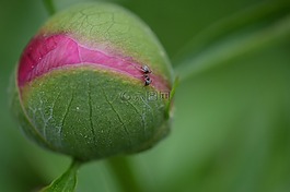 牡丹,芽,廠