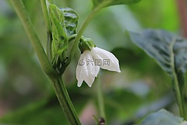 辣椒花,绿色,蔬菜