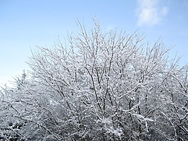 樹,天空,雪