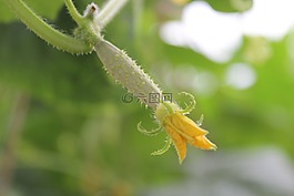 黃瓜,蔬菜,綠色