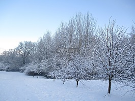 冬季,樹,公園