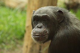 猴子,黑猩猩,動(dòng)物園