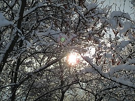 太陽,冬季,雪