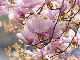 树,玉兰,粉红色