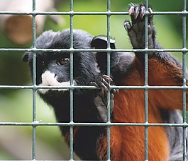 動(dòng)物,動(dòng)物園,?ffchen