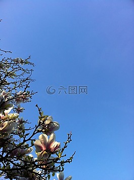 玉蘭,藍(lán)色的天空,綻放