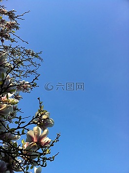 玉蘭,藍(lán)色的天空,綻放