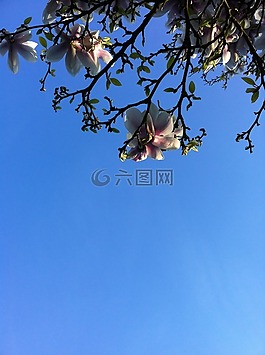 玉蘭,藍(lán)色的天空,綻放