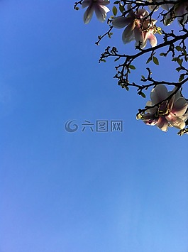 玉蘭,藍(lán)色的天空,綻放