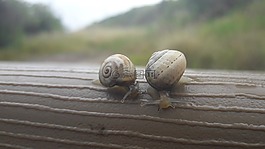 蝸牛,昆蟲
