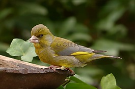鳥,金翅雀,關(guān)閉