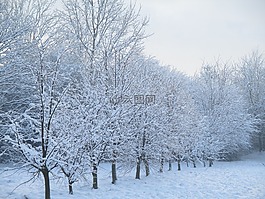 樹,雪,公園