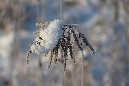 雪,冰,冬天