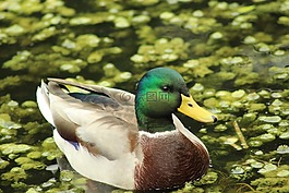 鴨,水禽,鴨鳥