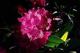 rododendron,百合,花