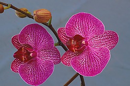 蘭花,開(kāi)花,花