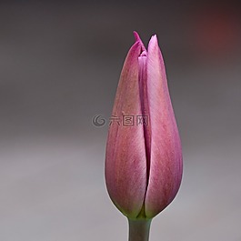 花,郁金香,粉紅色