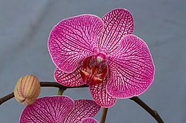 蘭花,開花,宏