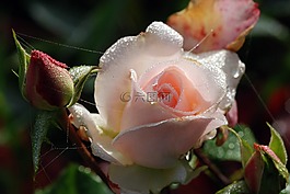 露水,粉色,花
