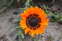 橙花,花瓣,花園