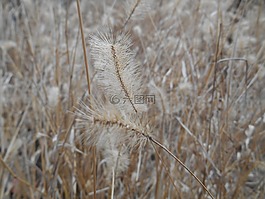 雜草,狗尾草,我