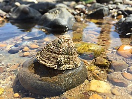 灣,海洋,潮池