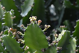 仙人掌,葉子,鮮花