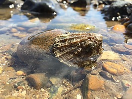 灣,海洋,潮池