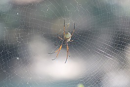 蜘蛛,web,自然