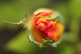 性質,花卉,戶外